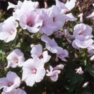 Лаватера Pink Regis фото