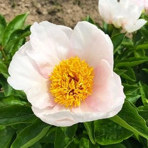 Пион Lavender Whisper фото