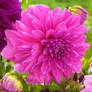 Георгина Lavender Perfection фото