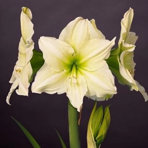 Амариллис Lemon Grandise фото
