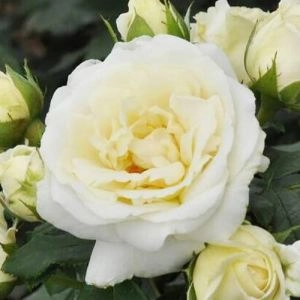 Роза Lenka Frayla фото