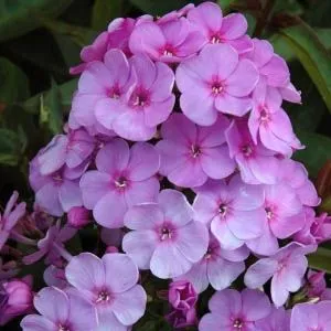 Флокс Lilac Time фото