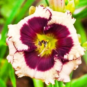 Лилейник Crystal Pinot фото