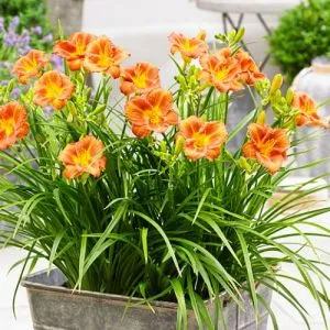 Лилейник EveryDaylily Bronze фото