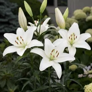 Лилия Bright Diamond фото