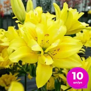Лилия Fata Morgana 10 шт/уп фото