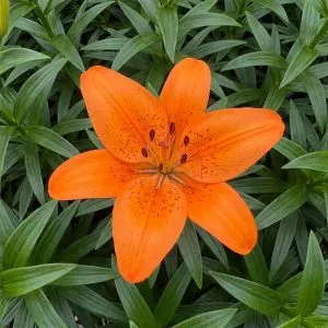 Лилия Foxley фото
