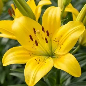 Лилия Golden Pass фото