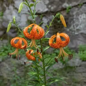Лилия Lancifolium Splendens фото
