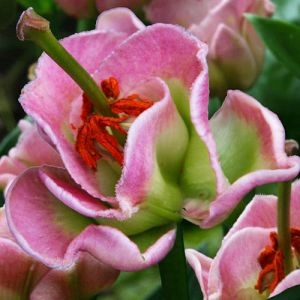 Лилия Pink Fudge фото