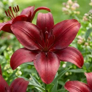Лилия Rapid Red фото