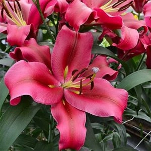 Лилия Red Desire фото