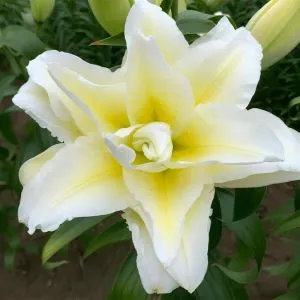 Лилия Roselily Ludwina 18/20 фото