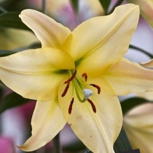 Лилия Beverly Hills фото