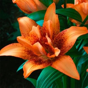 Лилия Double Love фото