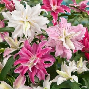Лилия Double Oriental Mix 25 фото
