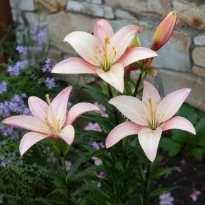 Лилия Easy Waltz фото