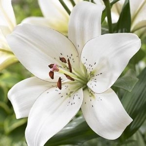Лилия Eyeliner 25 фото