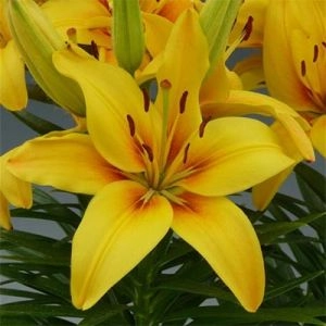 Лилия Happy Sunrise фото