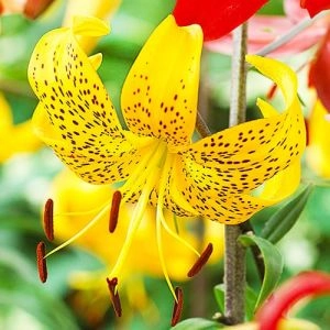 Лилия Leichtlinii фото