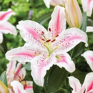 Лилия Lovely Day фото