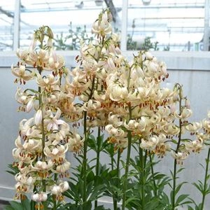 Лилия Martagon Albiflorum фото