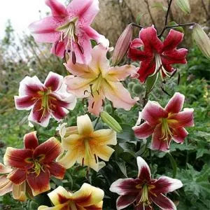 Лилия OT Mix 50 фото