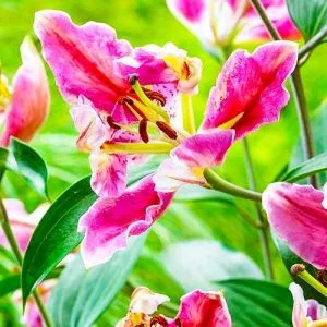 Лилия Parrot Pink Cariba фото