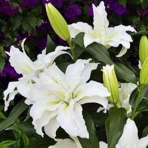 Лилия Roselily Leona фото