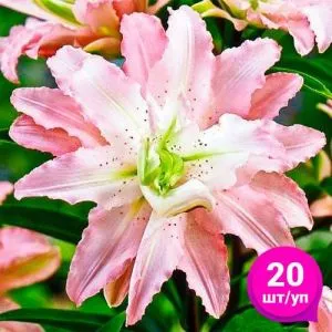 Лилия Soft Music (Эконом-упаковка 20 шт) фото