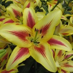 Лилия  Sunny Crown фото