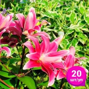 Лилия Sweet Rosy (Эконом-упаковка 20 шт) фото