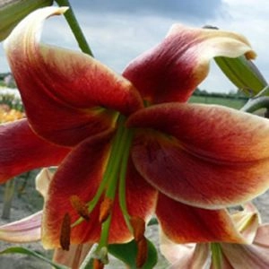 Лилия Fraulein Cornelia фото