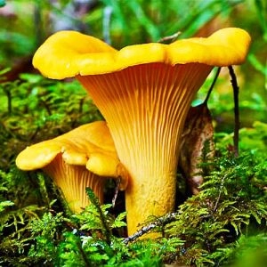 Лисичка желтая фото