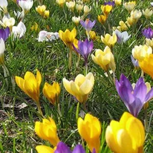 Микс ландшафтный Lisse фото