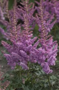 Астильба Little vision in Purple фото