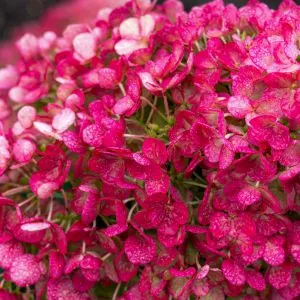 Гортензия Little Rosy (Меняет цвет) фото
