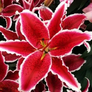 Лилия Red Eyes фото