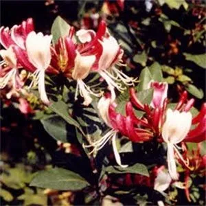 Жимолость Dart's Red фото