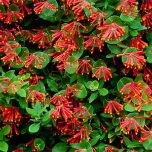 Жимолость Dropmore Scarlet фото