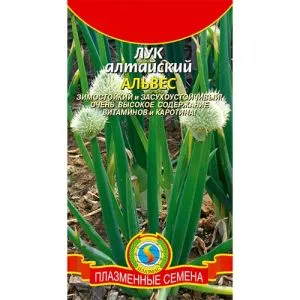 Лук алтайский Альвес фото