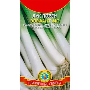 Лук порей Элефант фото