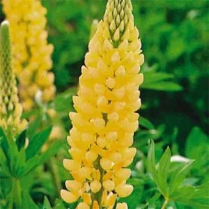 Люпин Russel Hybrids Yellow фото