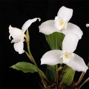 Орхидея Lycaste фото