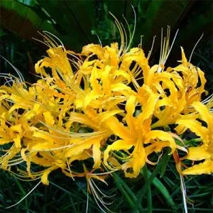 Ликорис Aurea фото
