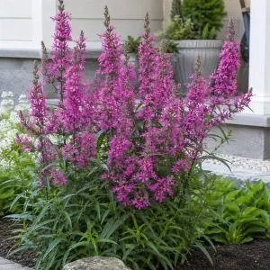 Дербенник Dropmore Purple фото