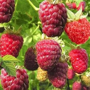 Малиновое дерево Богатырь фото