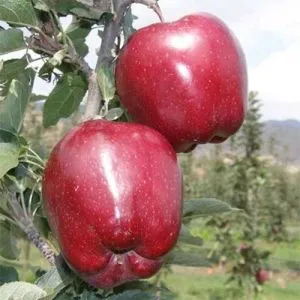 Яблоня Супер Чиф фото