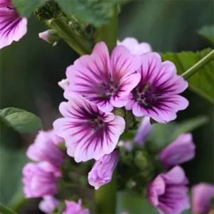 Мальва Sylvatica фото