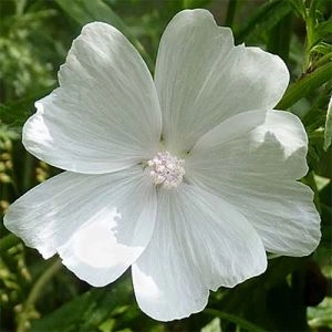 Штокроза Moschata Alba фото